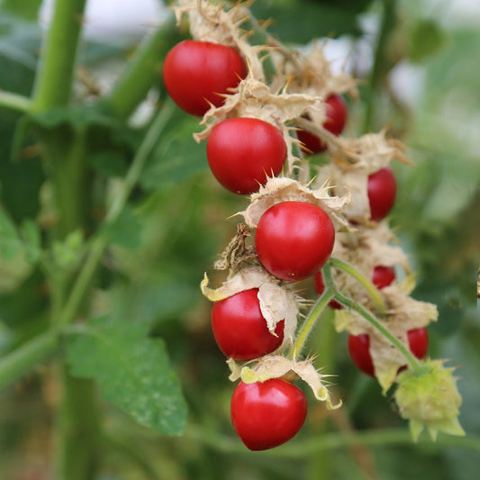 TOMATO 'Litchi' --Solanum sisymbriifolium--