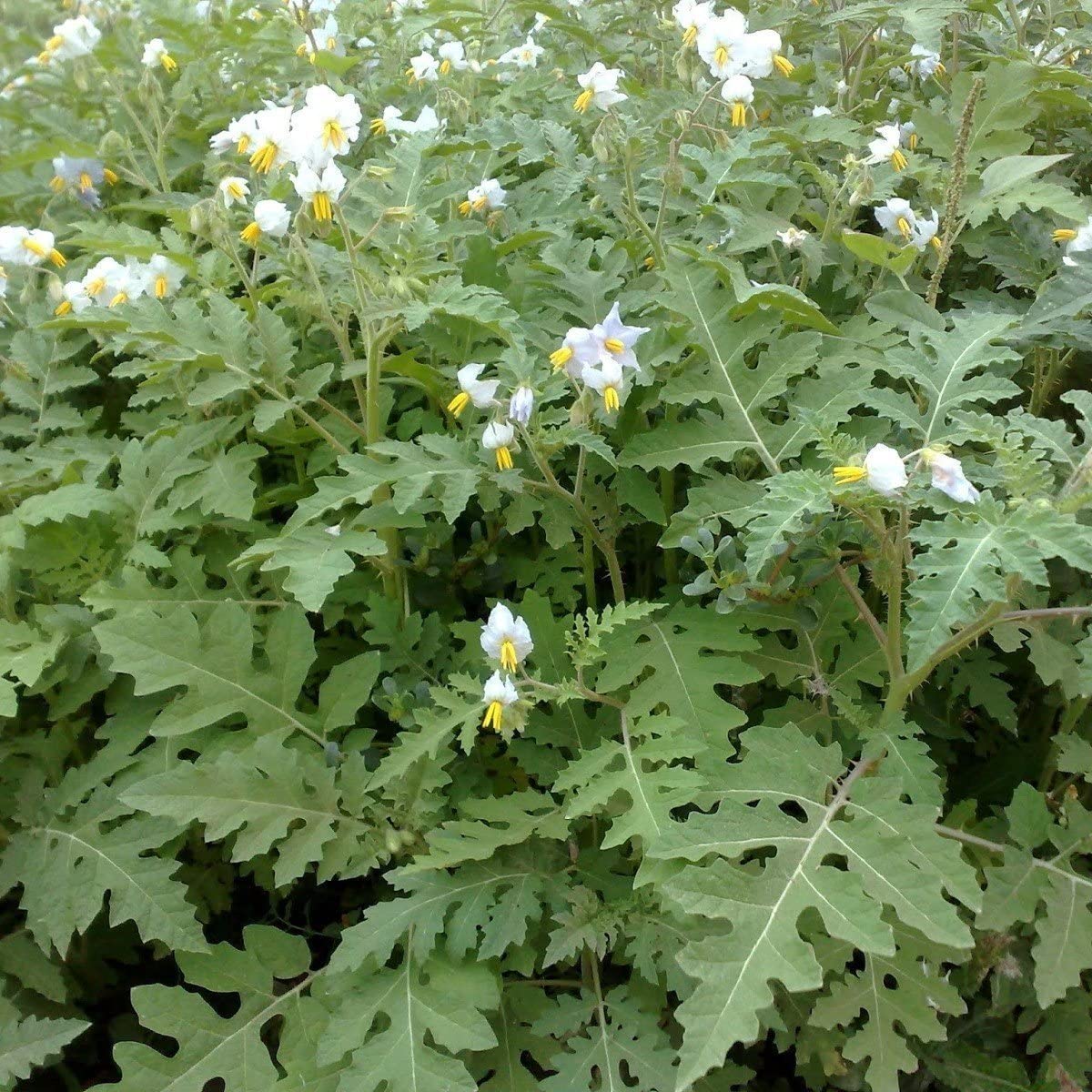 TOMATO 'Litchi' --Solanum sisymbriifolium--