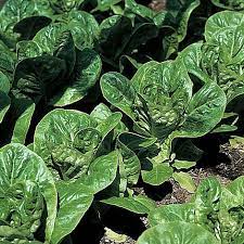 LETTUCE 'Little Gem Pearl'