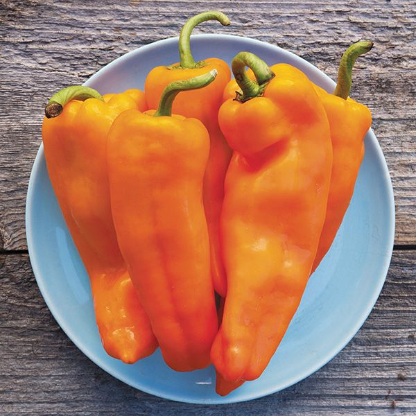 PEPPER 'Lively Italian Orange'