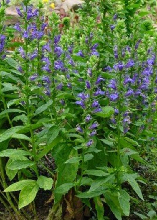 Lobelia siphilitica --Great Blue Cardinal Flower--