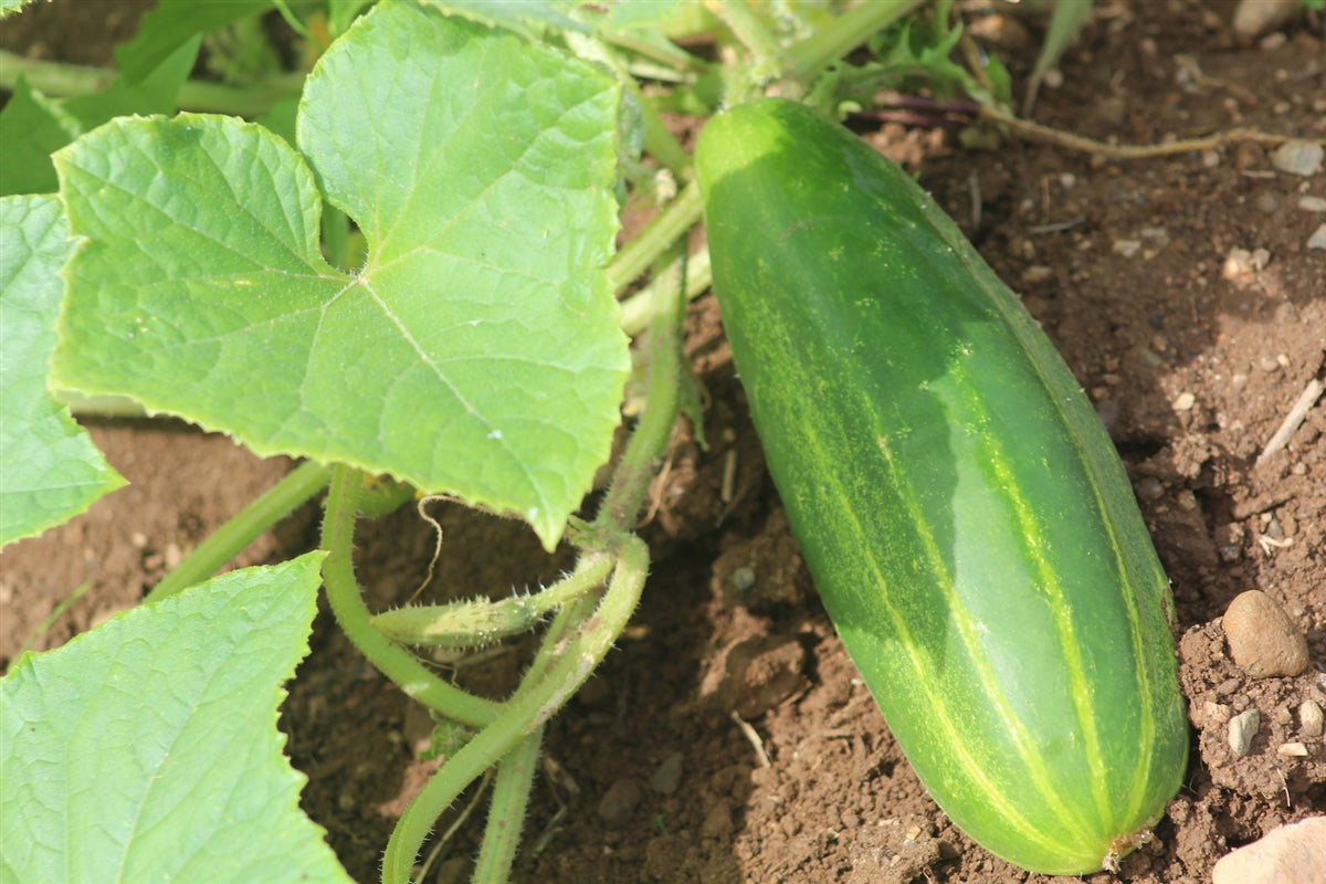 CUCUMBER 'Longfellow'