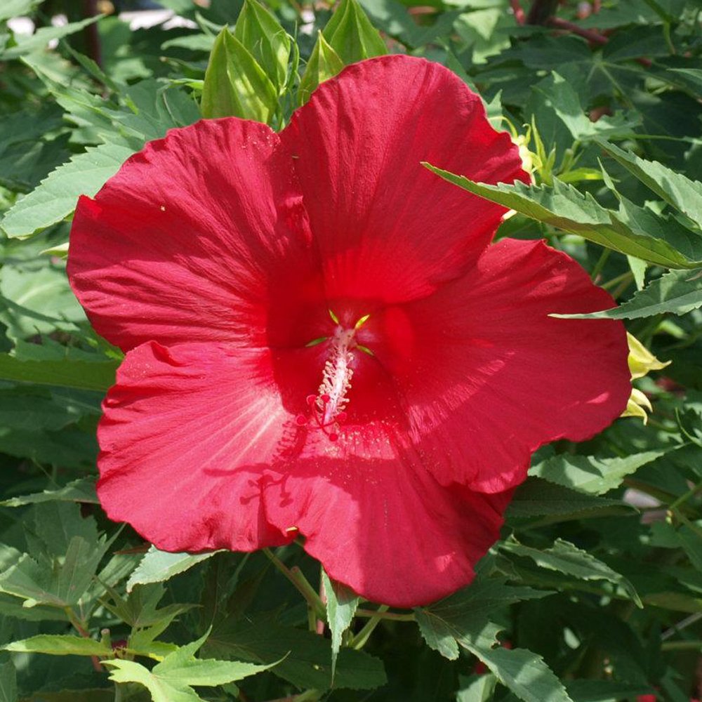 Hibiscus moscheutos --Lord Baltimore Rosemallow--