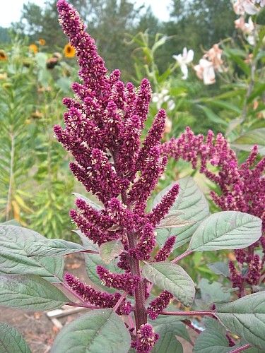 AMARANTH 'Lotus Purple'