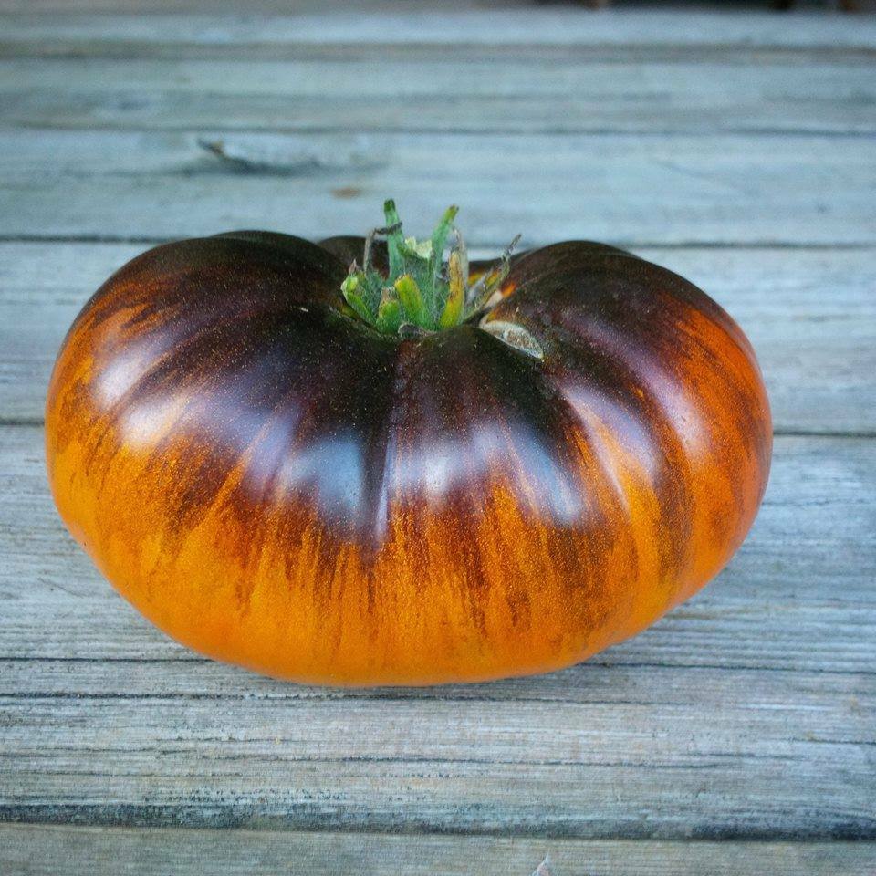 TOMATO 'Lucid Gem'