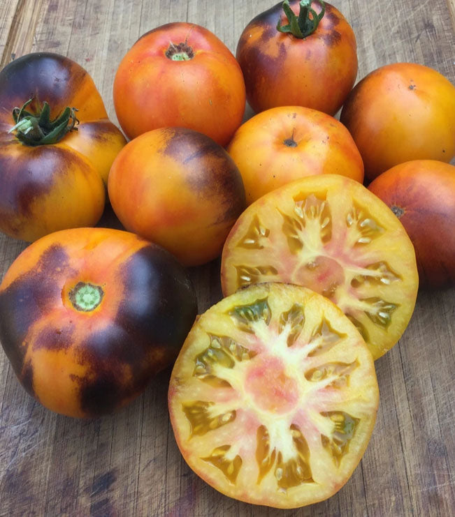 TOMATO 'Lucid Gem'