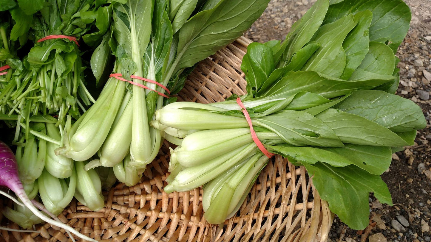 ASIAN GREENS 'Luck Dragon Baby Bok Choi'