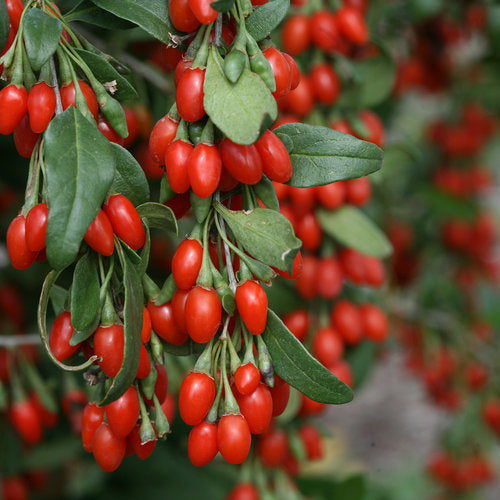 GOJI BERRY --Lycium barbarum--