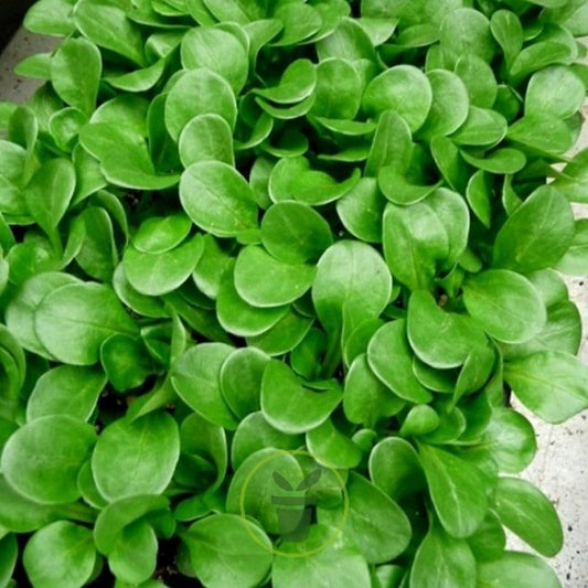 MÂCHE 'Verte de Cambrai'