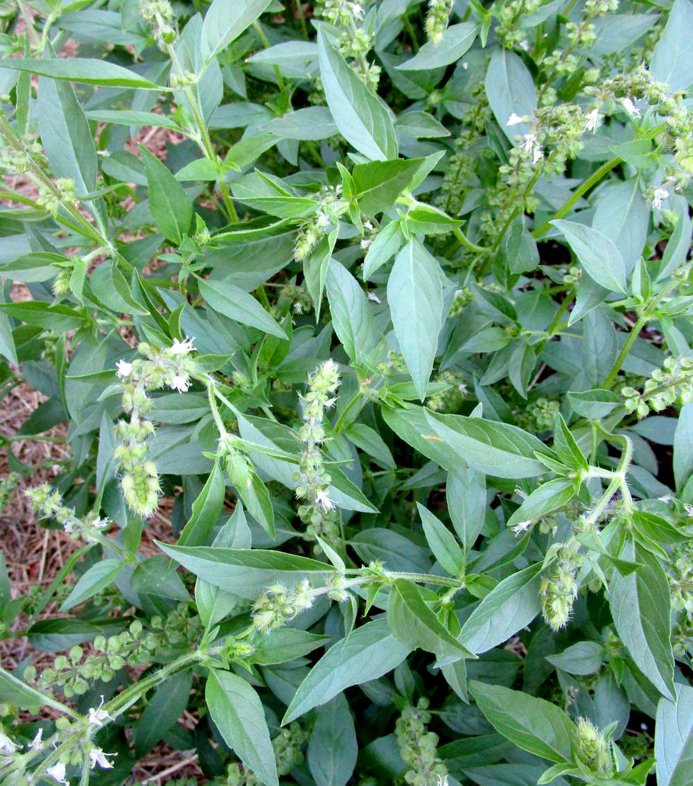 BASIL 'Malawi Camphor' --Ocimum canum--