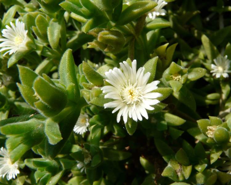 Malephora crocea --Angel's Blush Ice Plant--