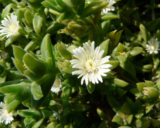 Malephora crocea --Angel's Blush Ice Plant--