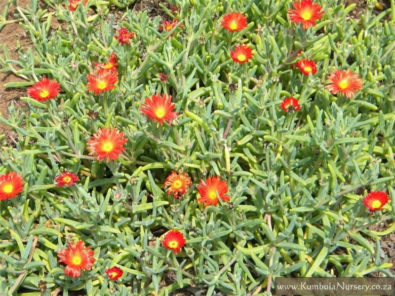 Malephora crocea --Big Daddy Orange Ice Plant--