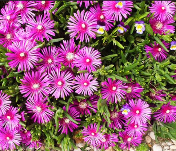 Malephora crocea --Bright Pink Ice Plant--