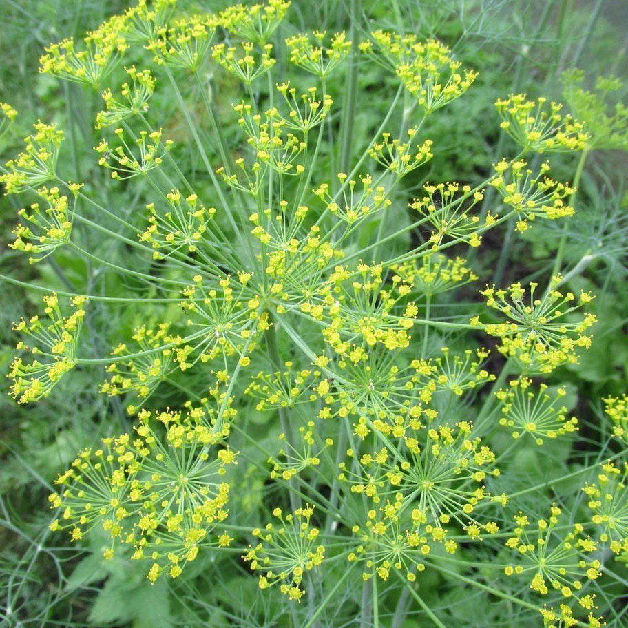 DILL 'Mammoth' --Anethum graveolens--