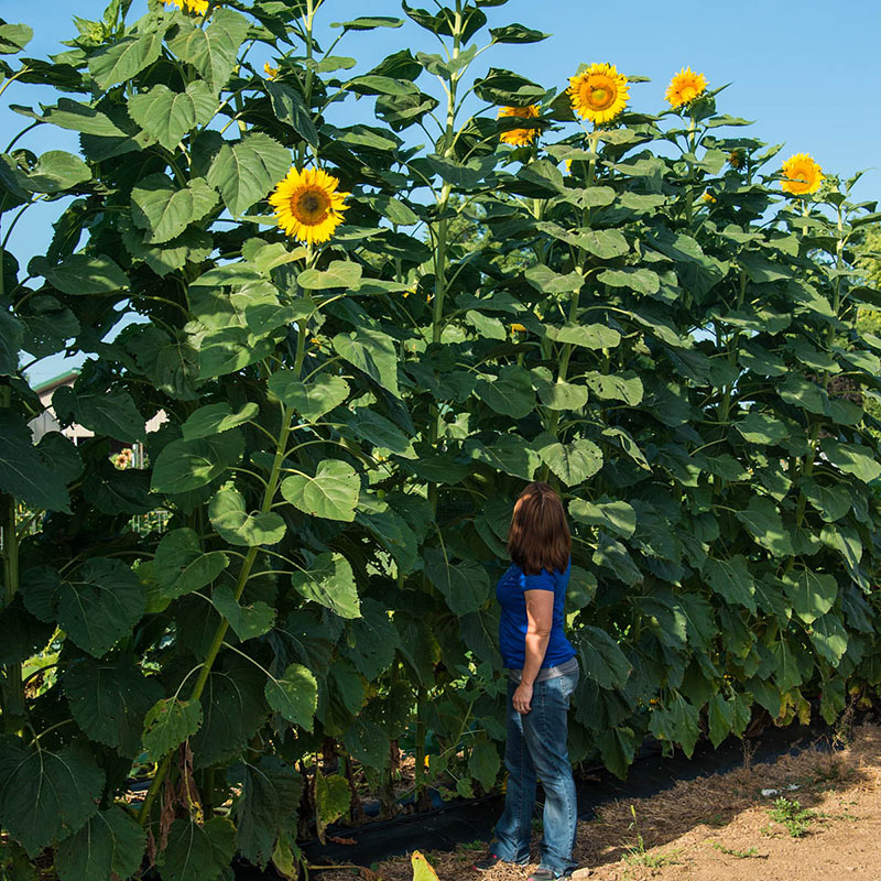 SUNFLOWER 'Mammoth'