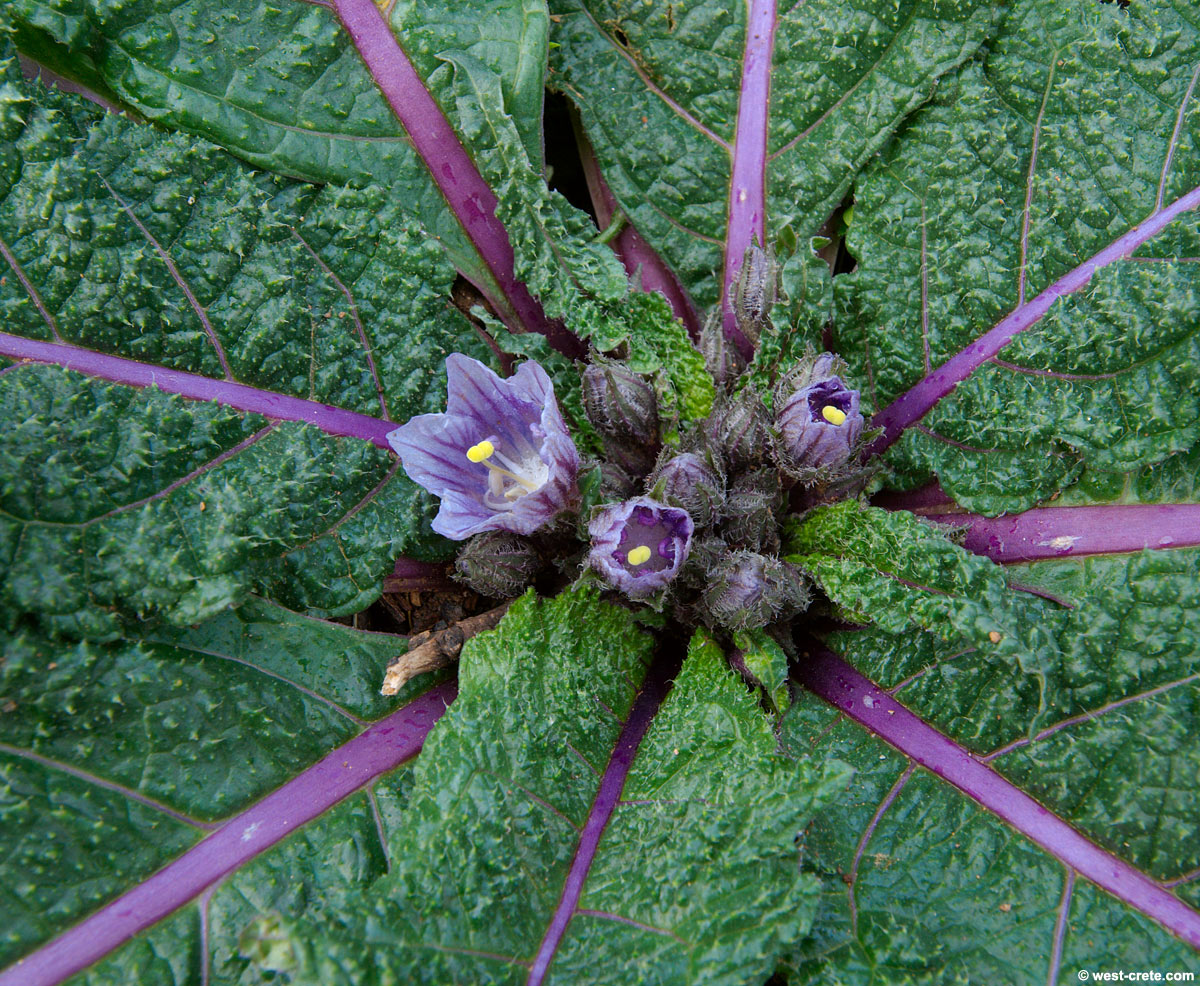 MANDRAKE --Mandragora officinarum--