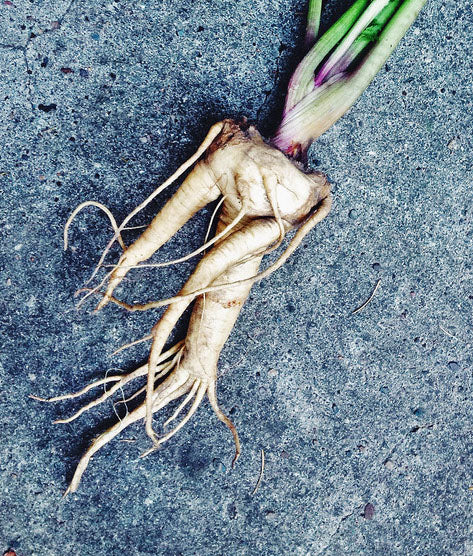 MANDRAKE --Mandragora officinarum--