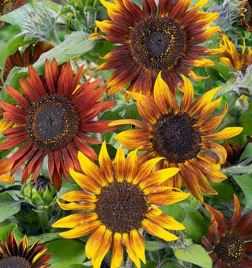 SUNFLOWER 'Mardi Gras Blend Tall'