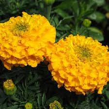 MARIGOLD 'Gypsy Sunshine'