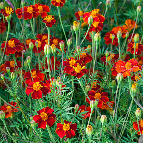 MARIGOLD 'Linnaeus Burning Embers'