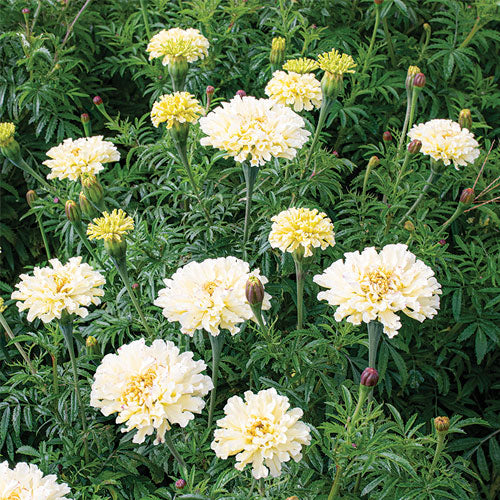 MARIGOLD 'Sugar and Spice'