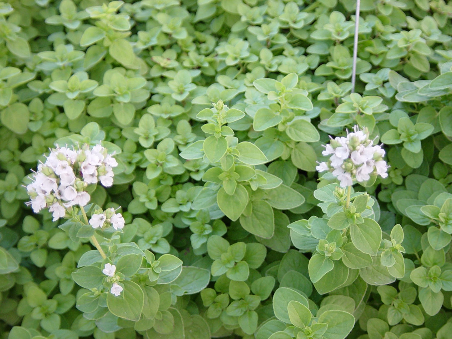MARJORAM 'Sweet' --Origanum majorana--