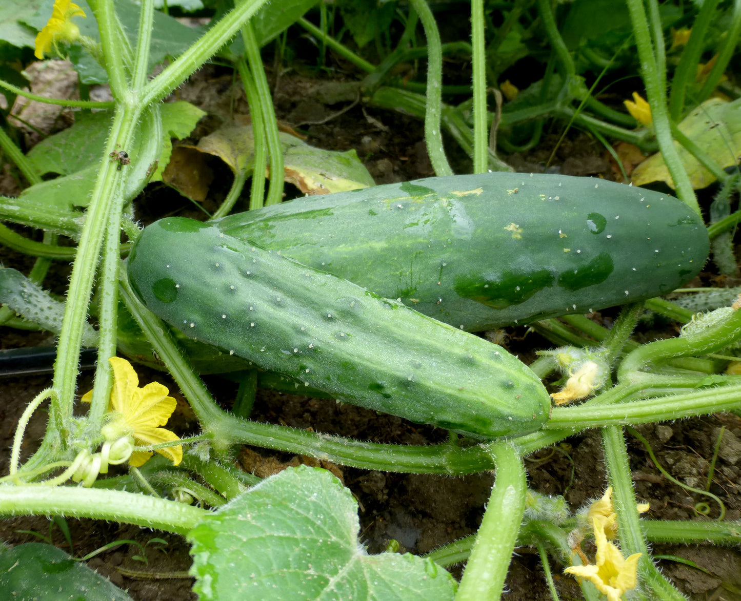 CUCUMBER 'Marketmore 76'