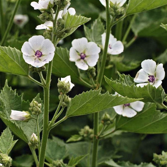 MARSHMALLOW --Althaea officinalis--
