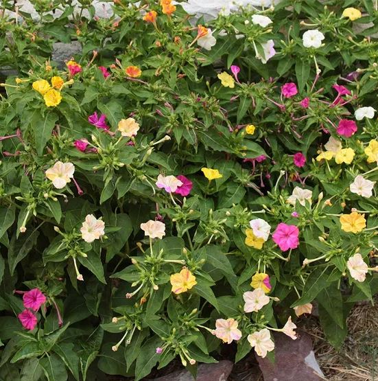 FOUR O'CLOCK 'Marvel of Peru' --Mirabilis jalapa--