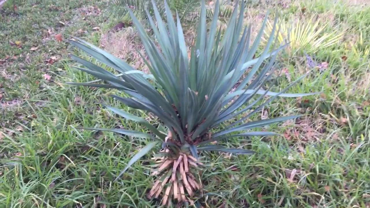 Yucca x. --Big Blue Yucca--
