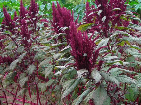AMARANTH 'Mayo Indian'