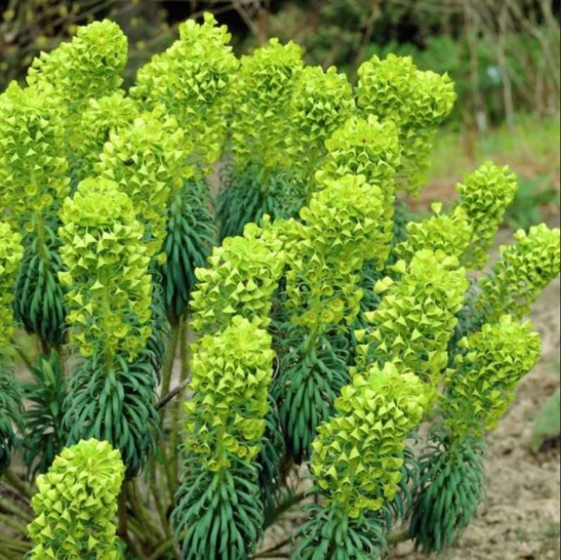 Euphorbia characias ssp. wulfenii --Mediterranean Spurge--