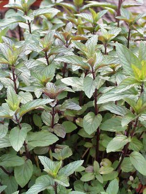 MINT 'Chocolate Mocha' --Mentha x. piperita--