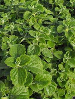 MENTHOL PLANT --Coleus sp.--