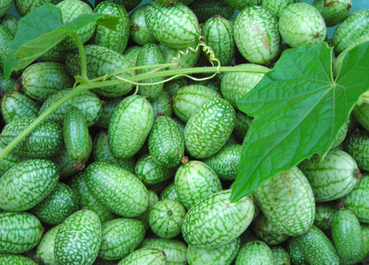 CUCUMBER 'Mexican Sour Gherkin' --Melothria scabra--