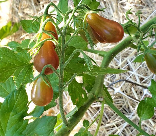 TOMATO 'Midnight Pear'