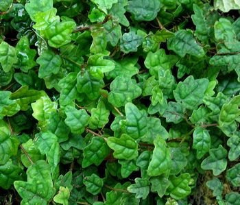 Ficus pumila 'Quercifolia Minima' --Miniature Oakleaf Fig Ivy--