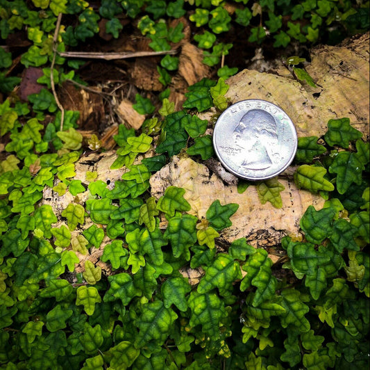 Ficus pumila 'Quercifolia Minima' --Miniature Oakleaf Fig Ivy--