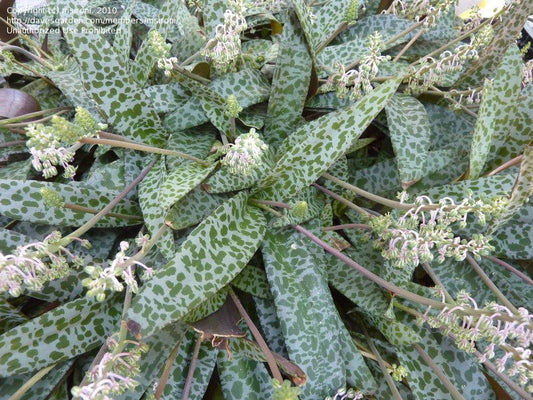 Miniature squill plants in pots showing bulbs, spotted leaves, and flower stalks