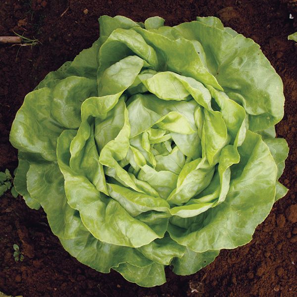 LETTUCE 'Mirlo'