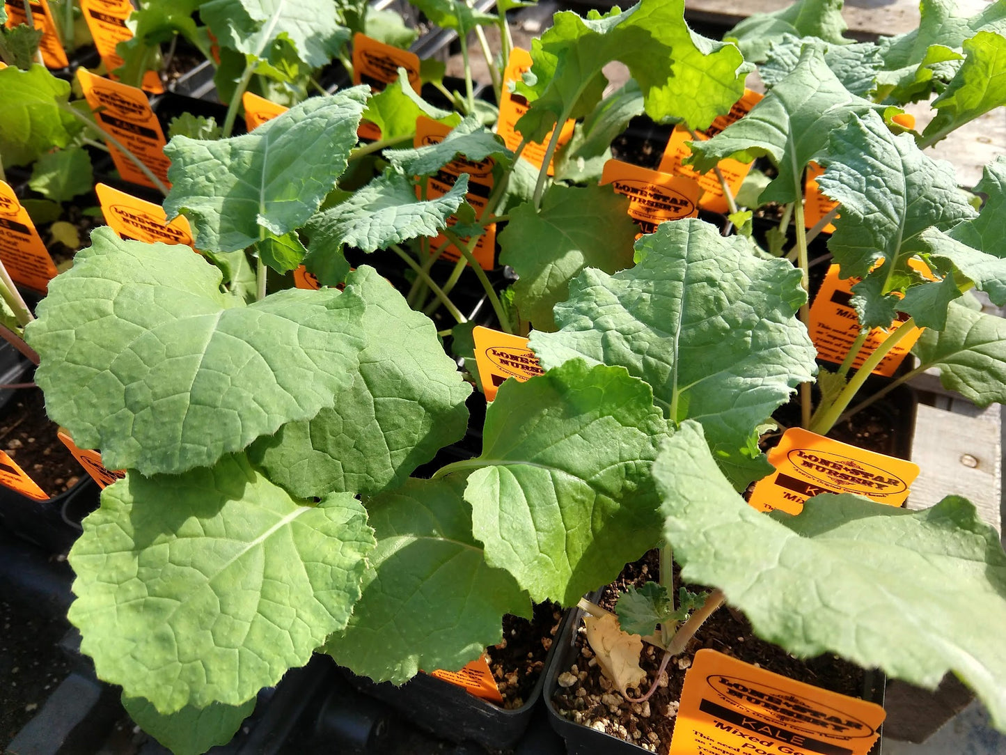KALE 'Mixed Gene Pool'