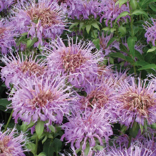 Monarda fistulosa --Wild Bergamot--