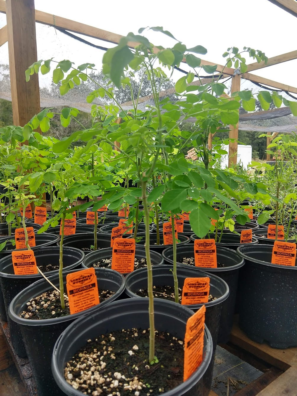 MORINGA --Moringa oleifera--
