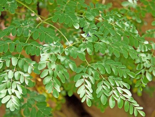 MORINGA 'Peelamedu' --Moringa oleifera--