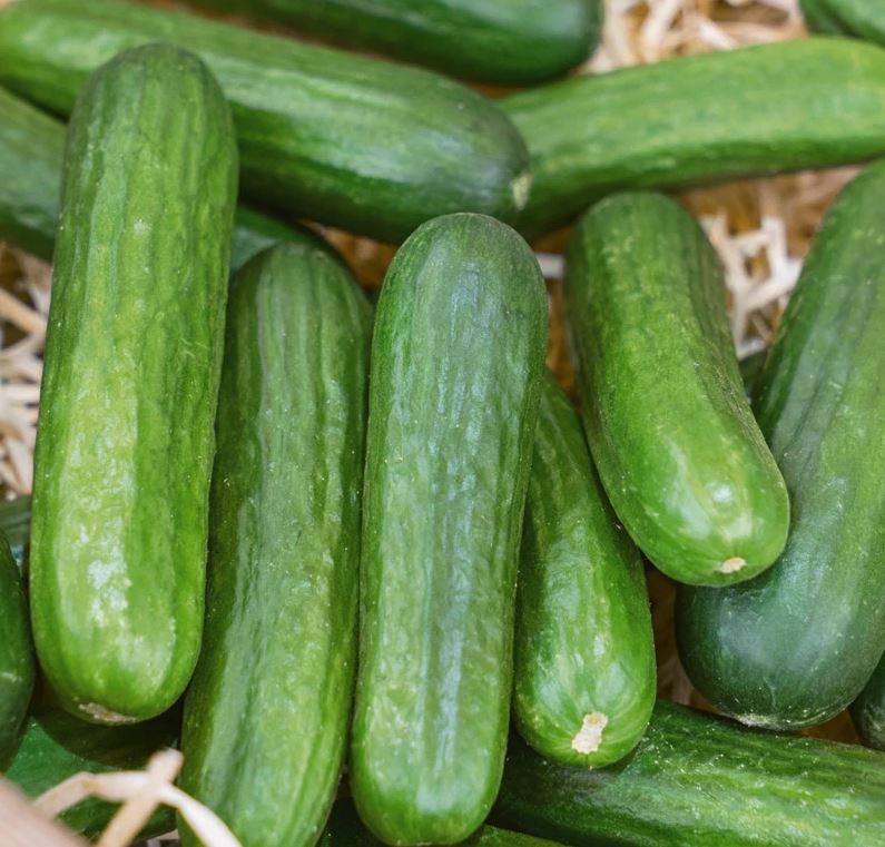 CUCUMBER 'Muncher'