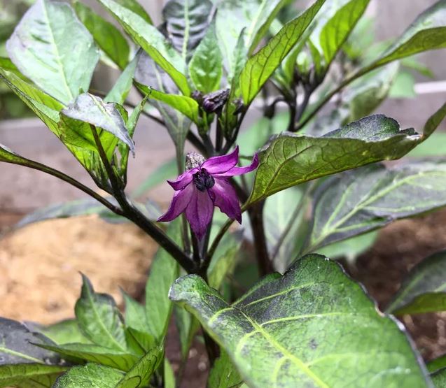 PEPPER 'Murasaki Purple'
