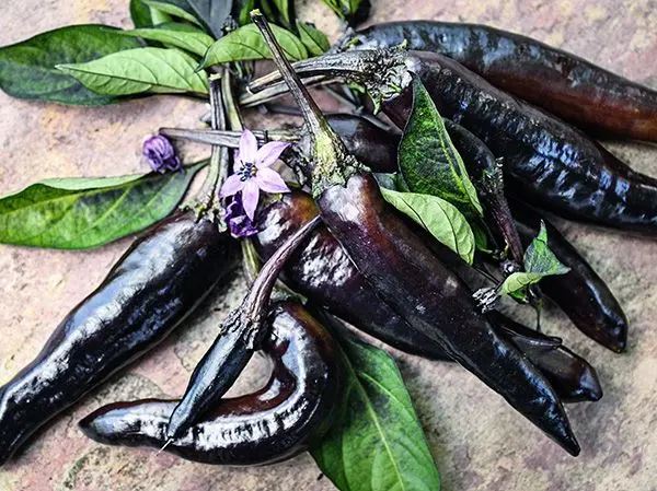 PEPPER 'Murasaki Purple'