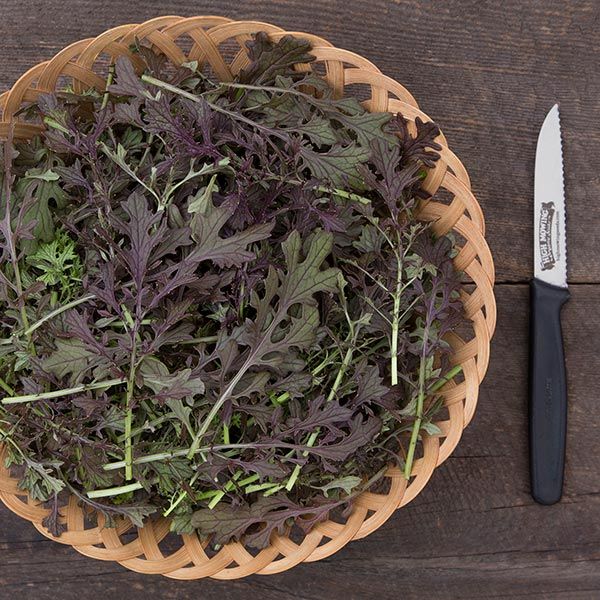 MUSTARD GREENS 'Red Lace'
