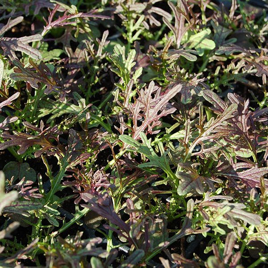 MUSTARD GREENS 'Ruby Streaks'